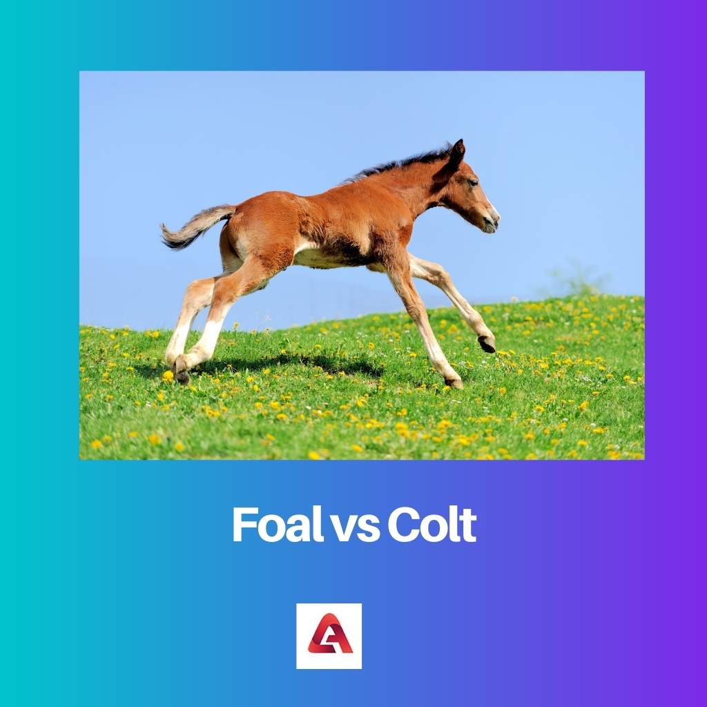 Foal vs Colt