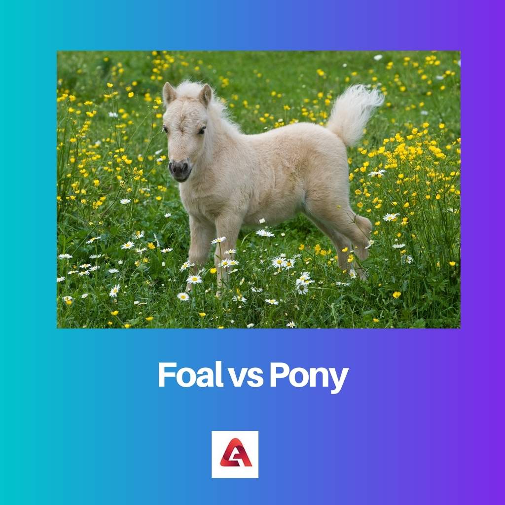 Foal vs Pony