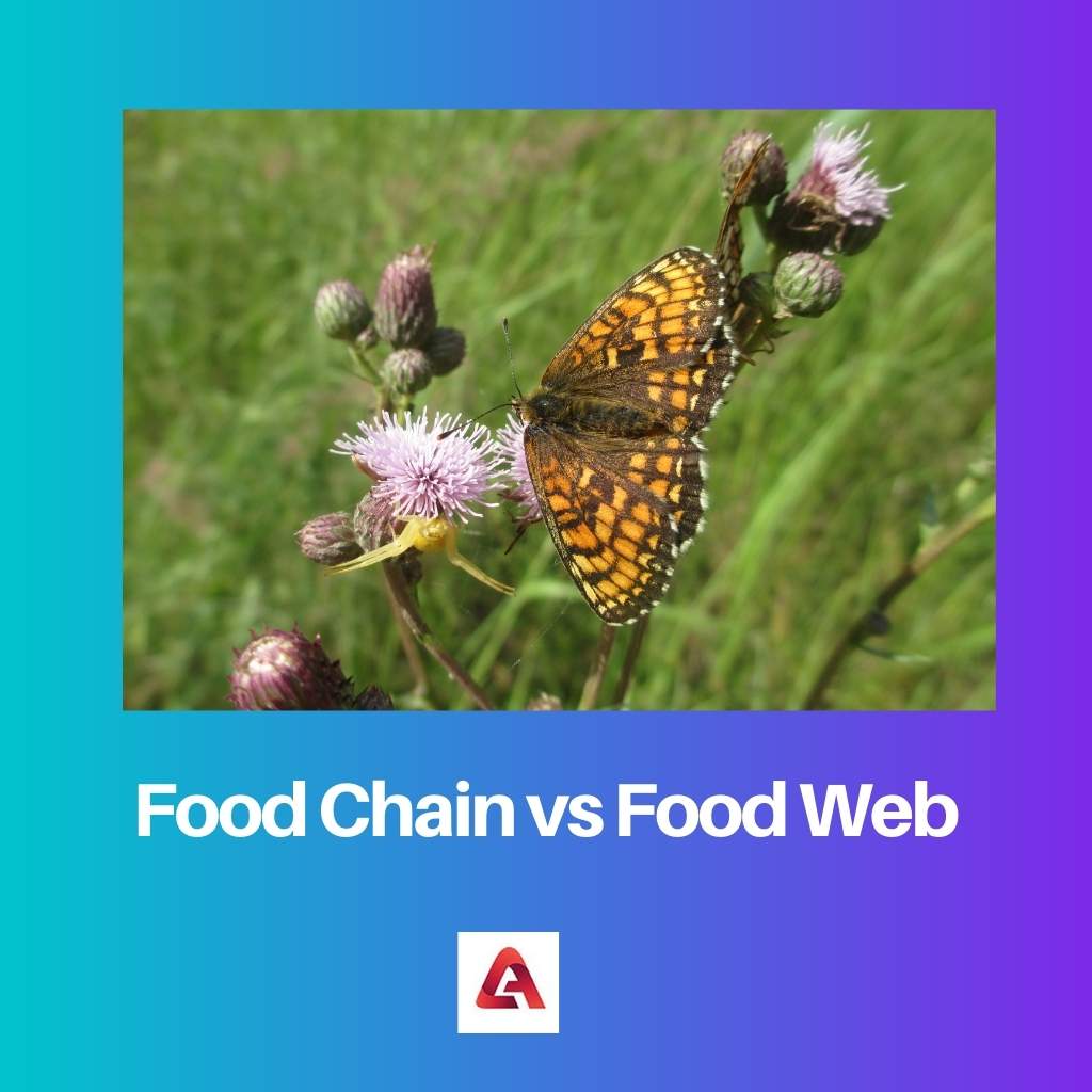 Food Chain vs Food Web