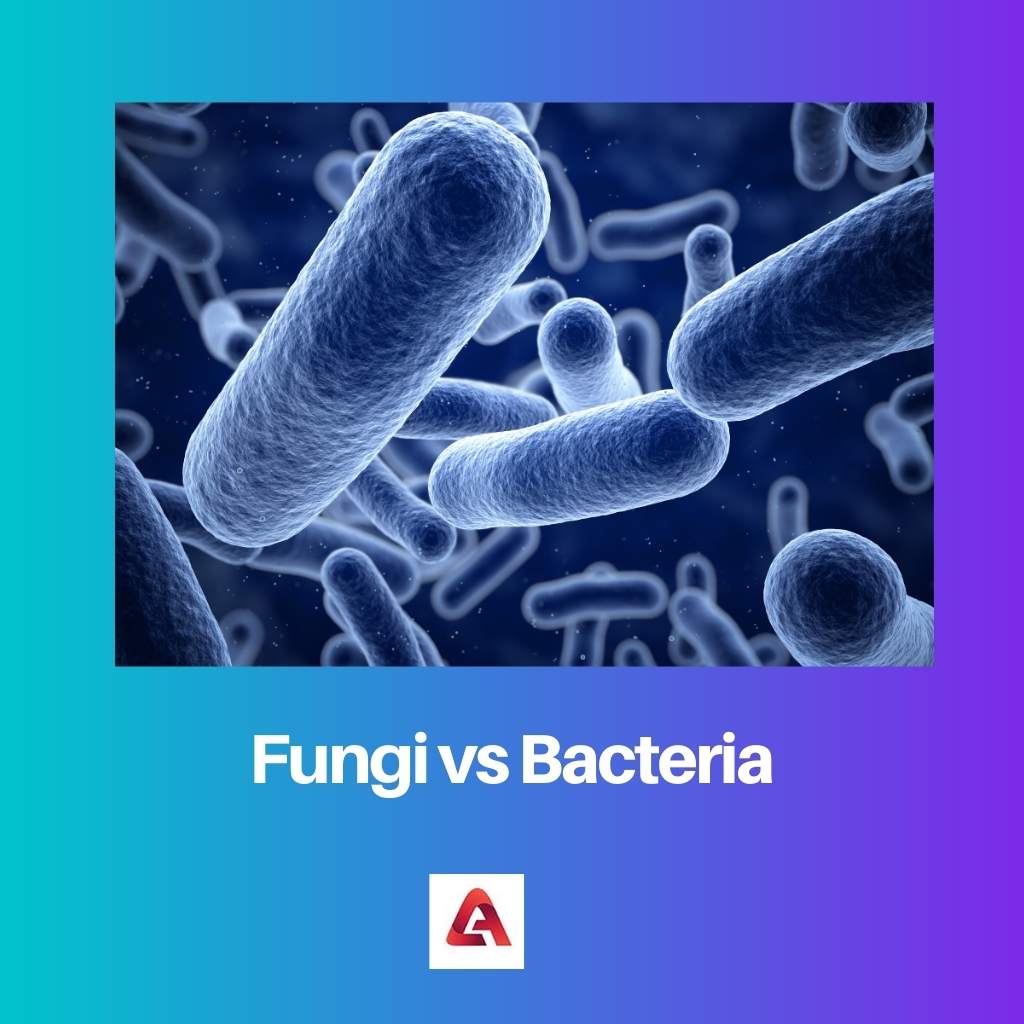 Fungi vs Bacteria