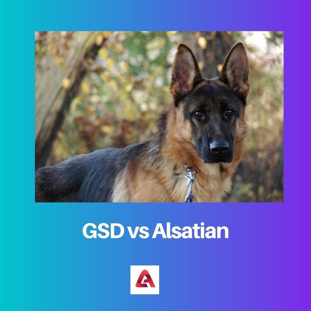 GSD vs Alsatian