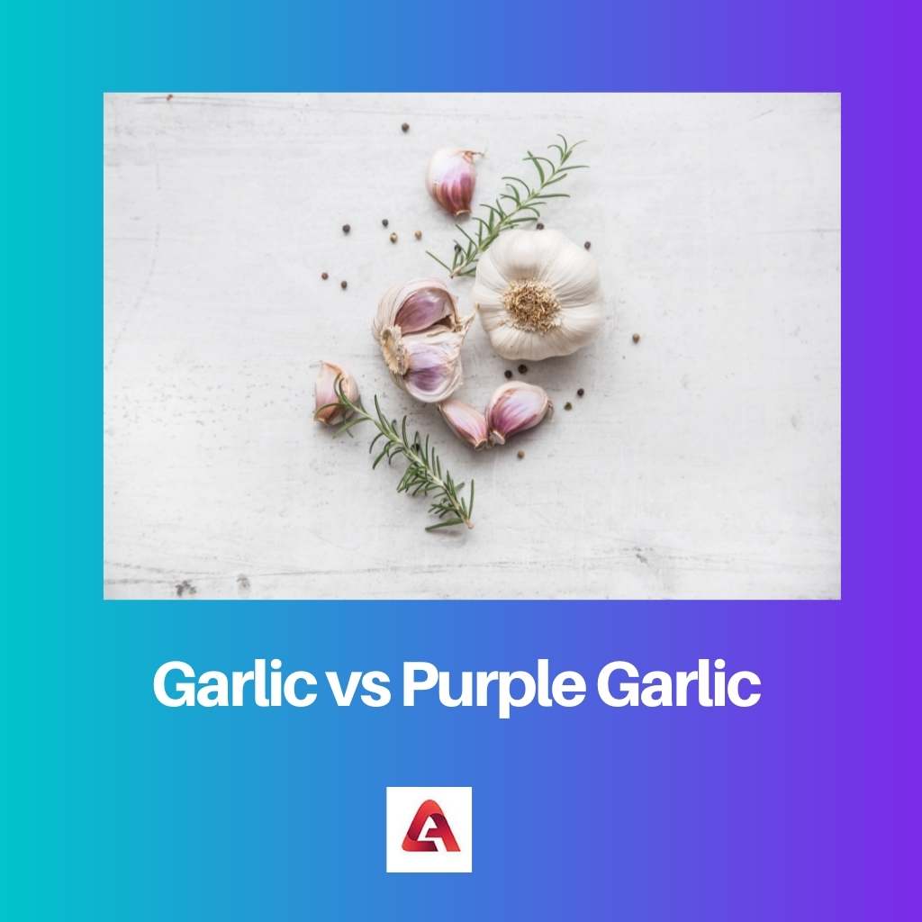 Garlic vs Purple Garlic