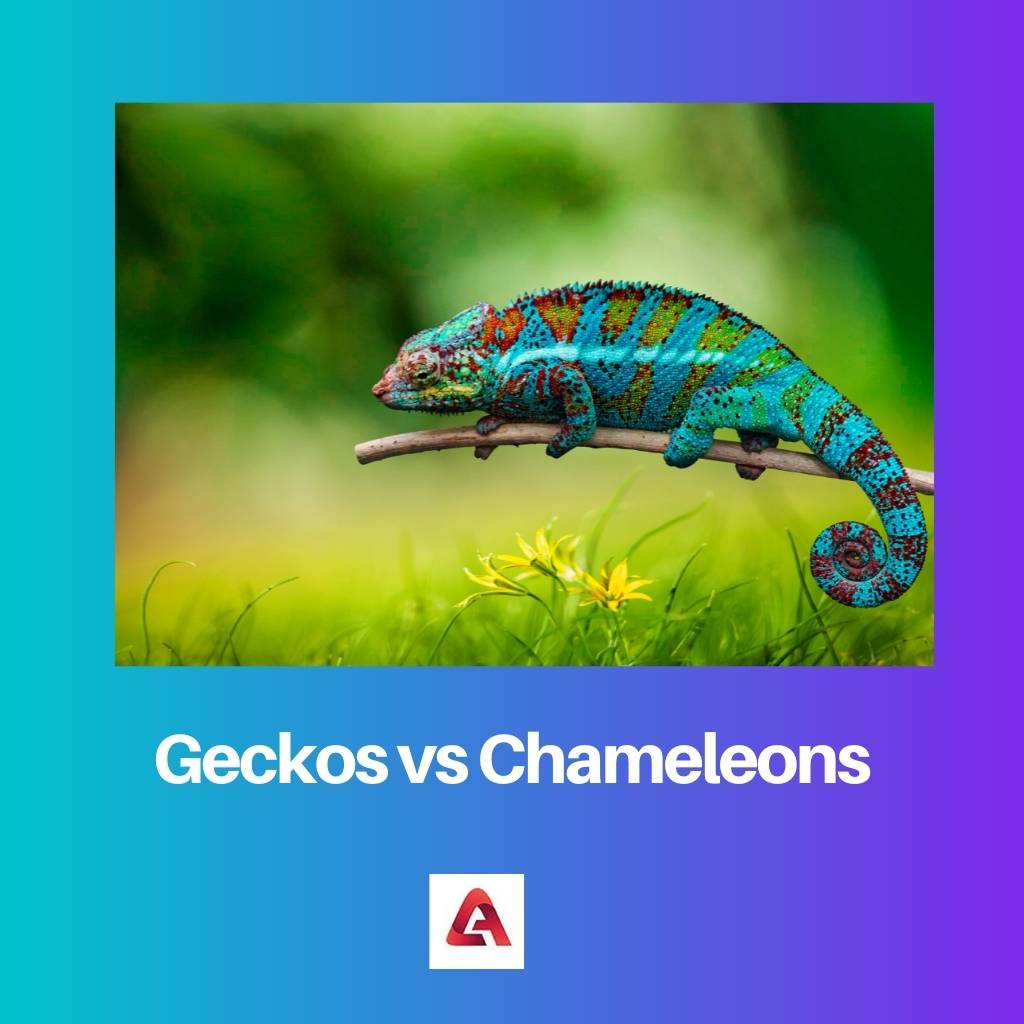 Geckos vs Chameleons