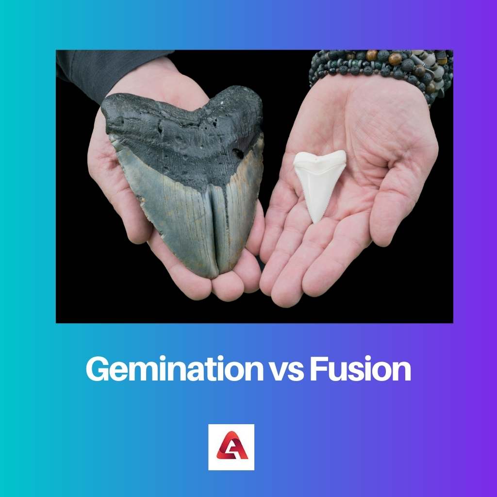 Gemination vs Fusion