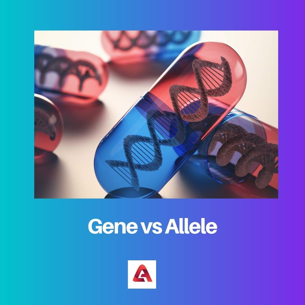 Gene vs Allele