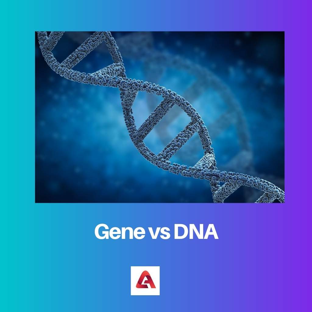 Gene vs DNA