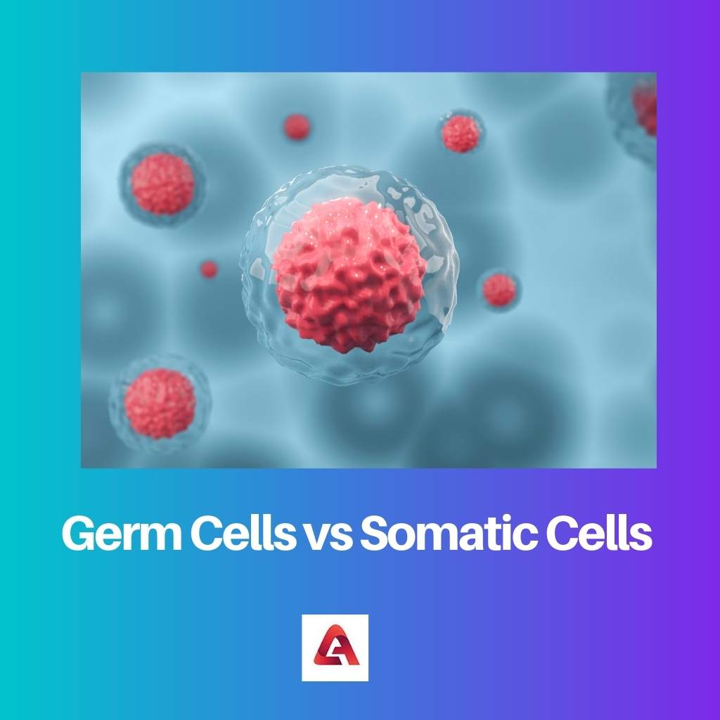 Germ Cells vs Somatic Cells
