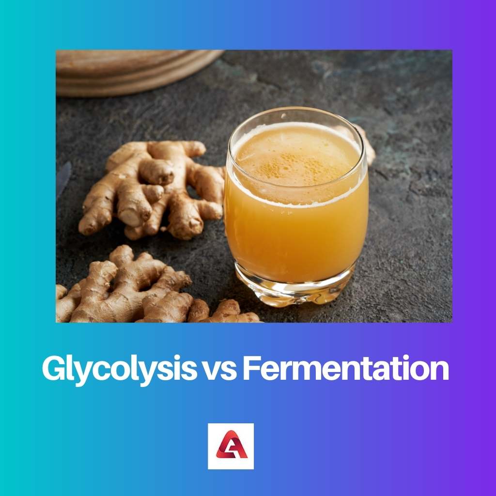 Glycolysis vs Fermentation