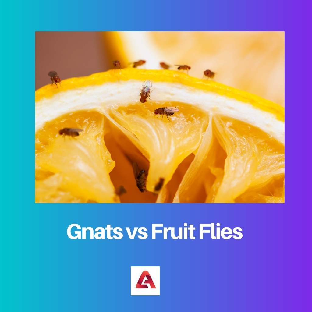 Gnats vs Fruit Flies