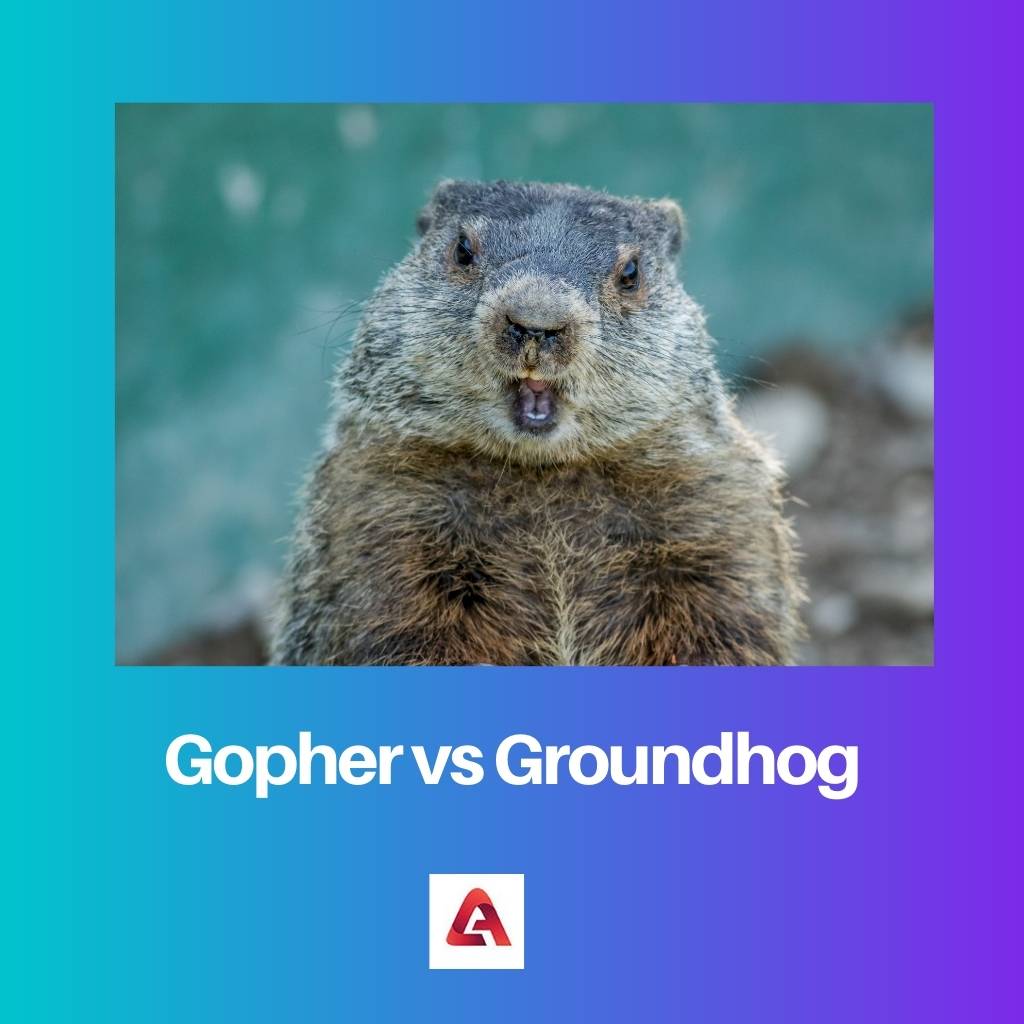 Gopher vs Groundhog