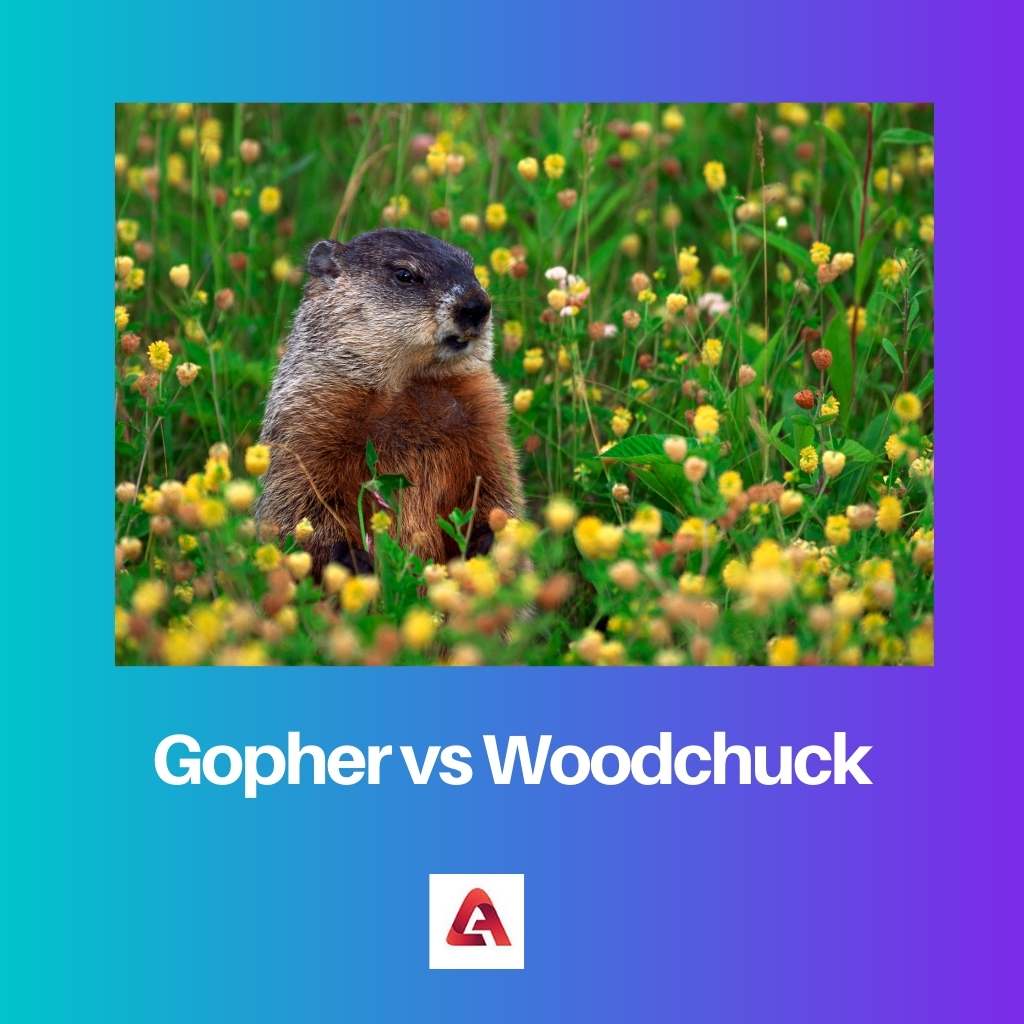 Gopher vs Woodchuck
