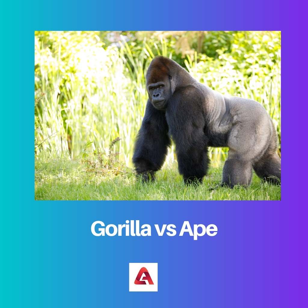 Gorilla vs Ape