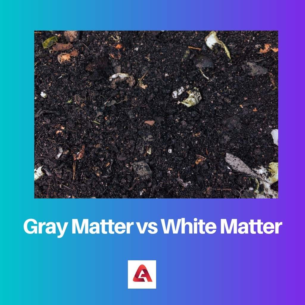 Gray Matter vs White Matter