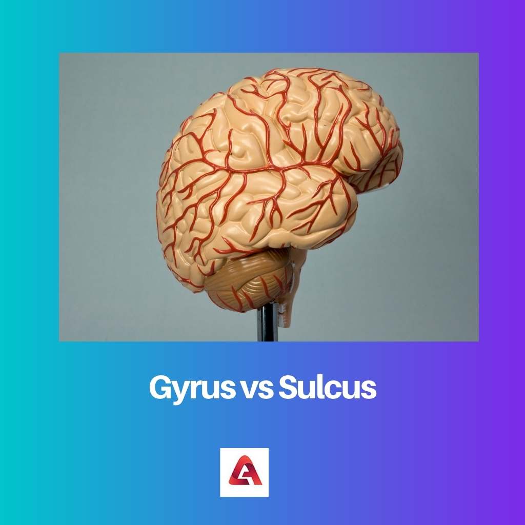 Gyrus vs Sulcus