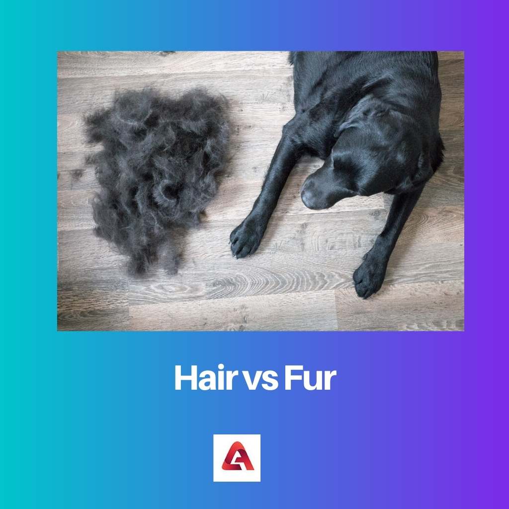 Hair vs Fur