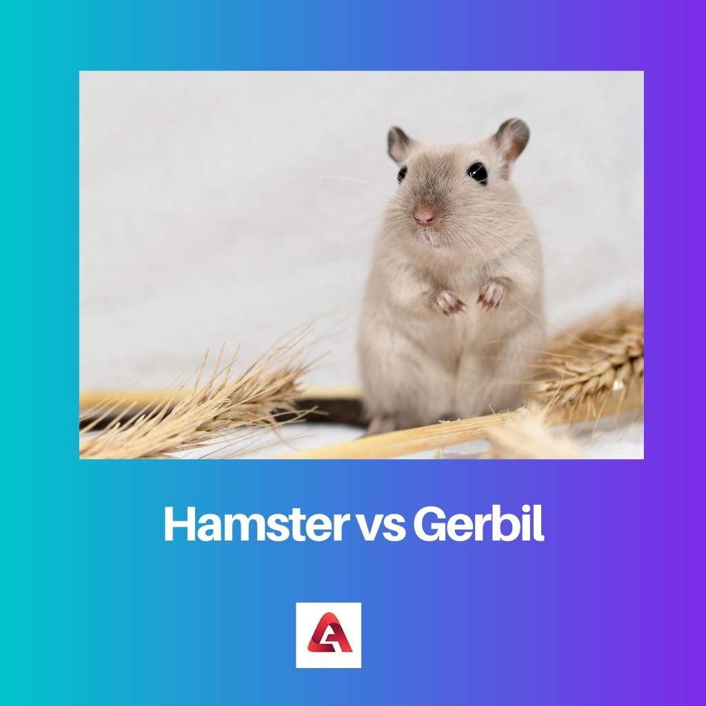 Hamster vs Gerbil