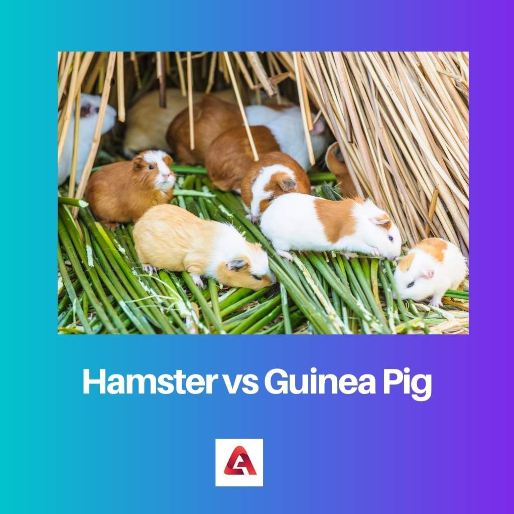 Hamster vs Guinea Pig