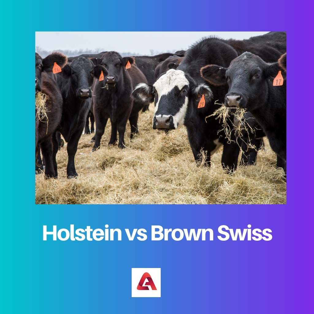 Holstein vs Brown Swiss