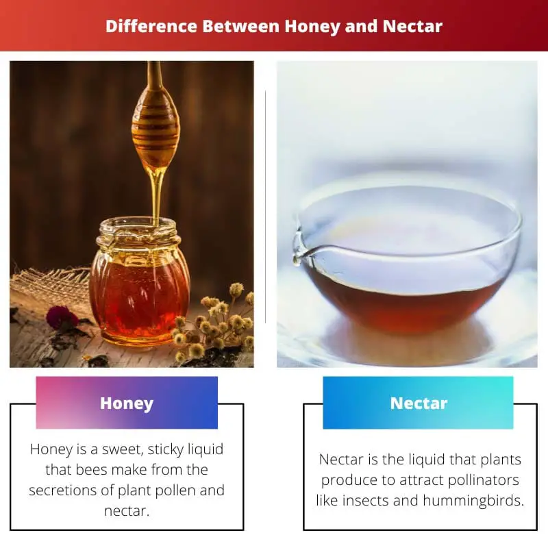 Honey vs Nectar – Difference Between Honey and Nectar
