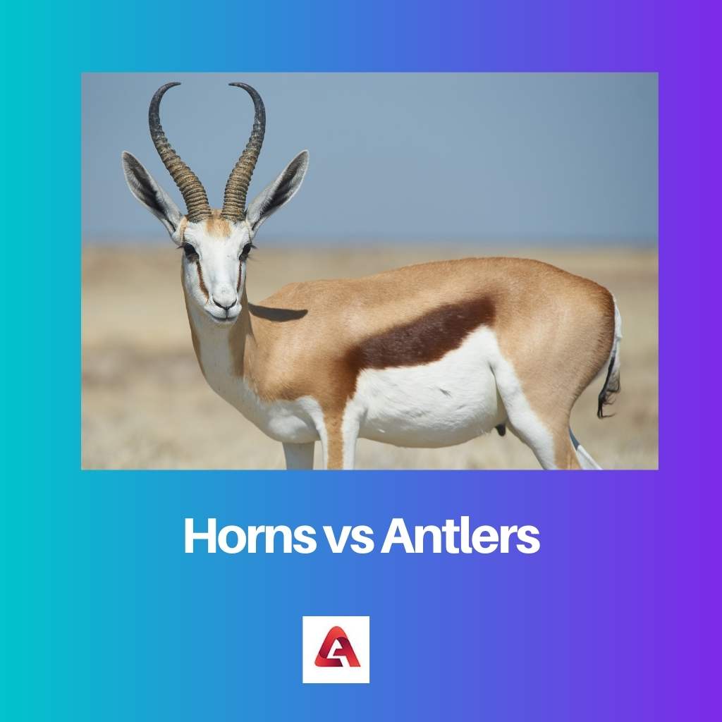 Horns vs Antlers