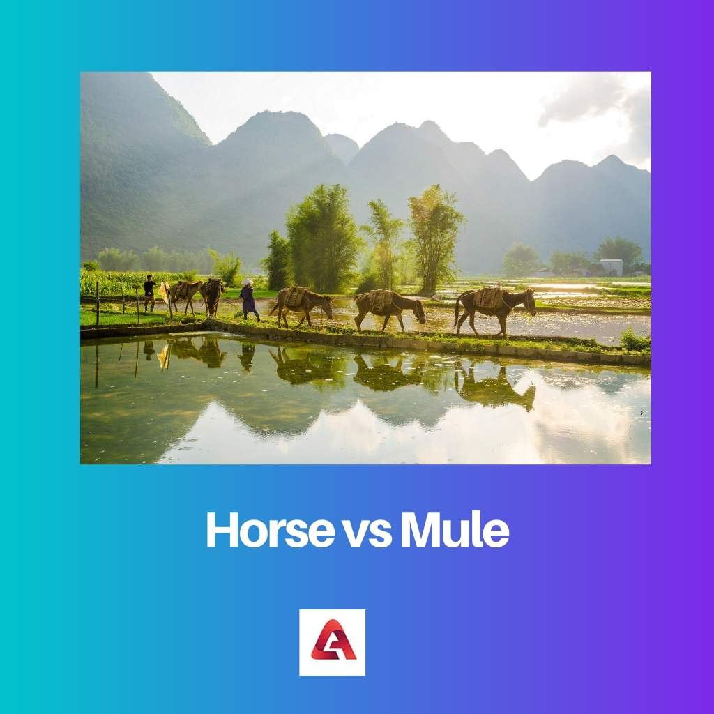Horse vs Mule