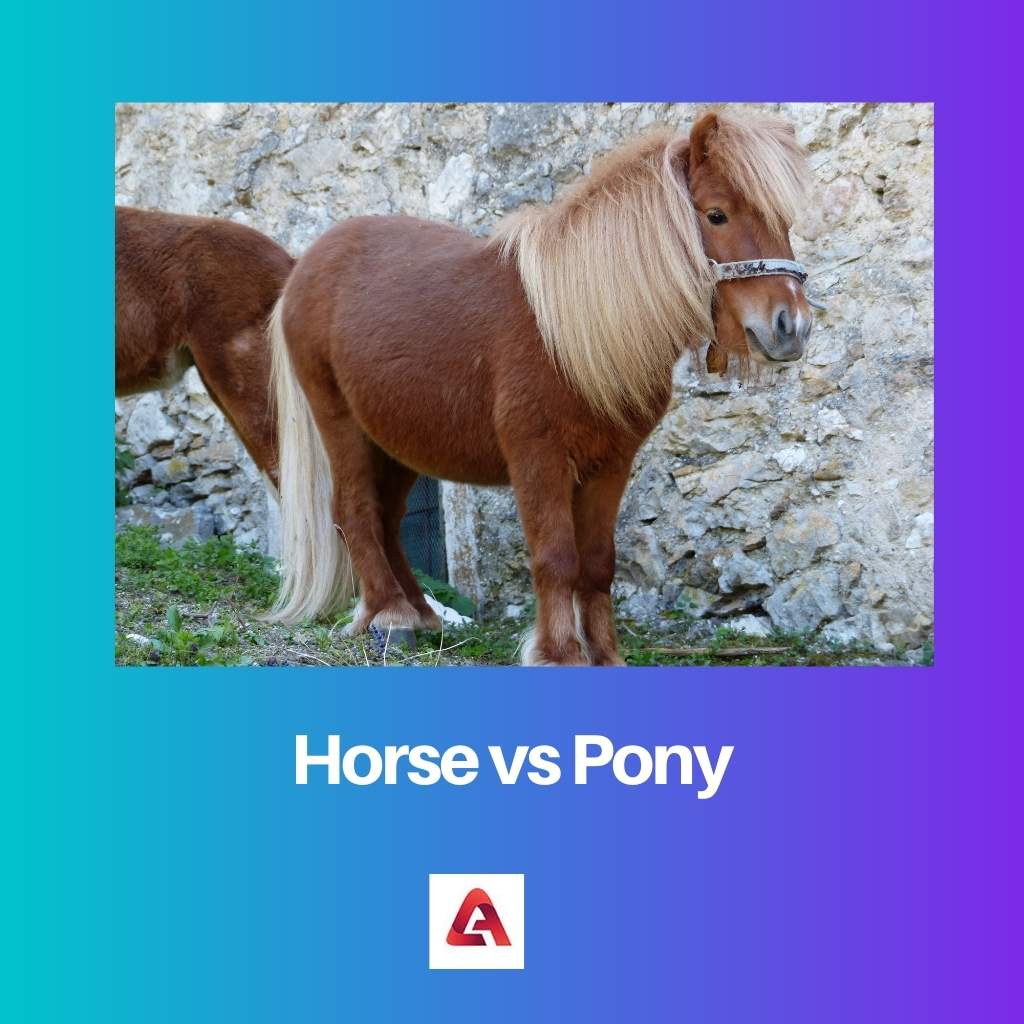Horse vs Pony