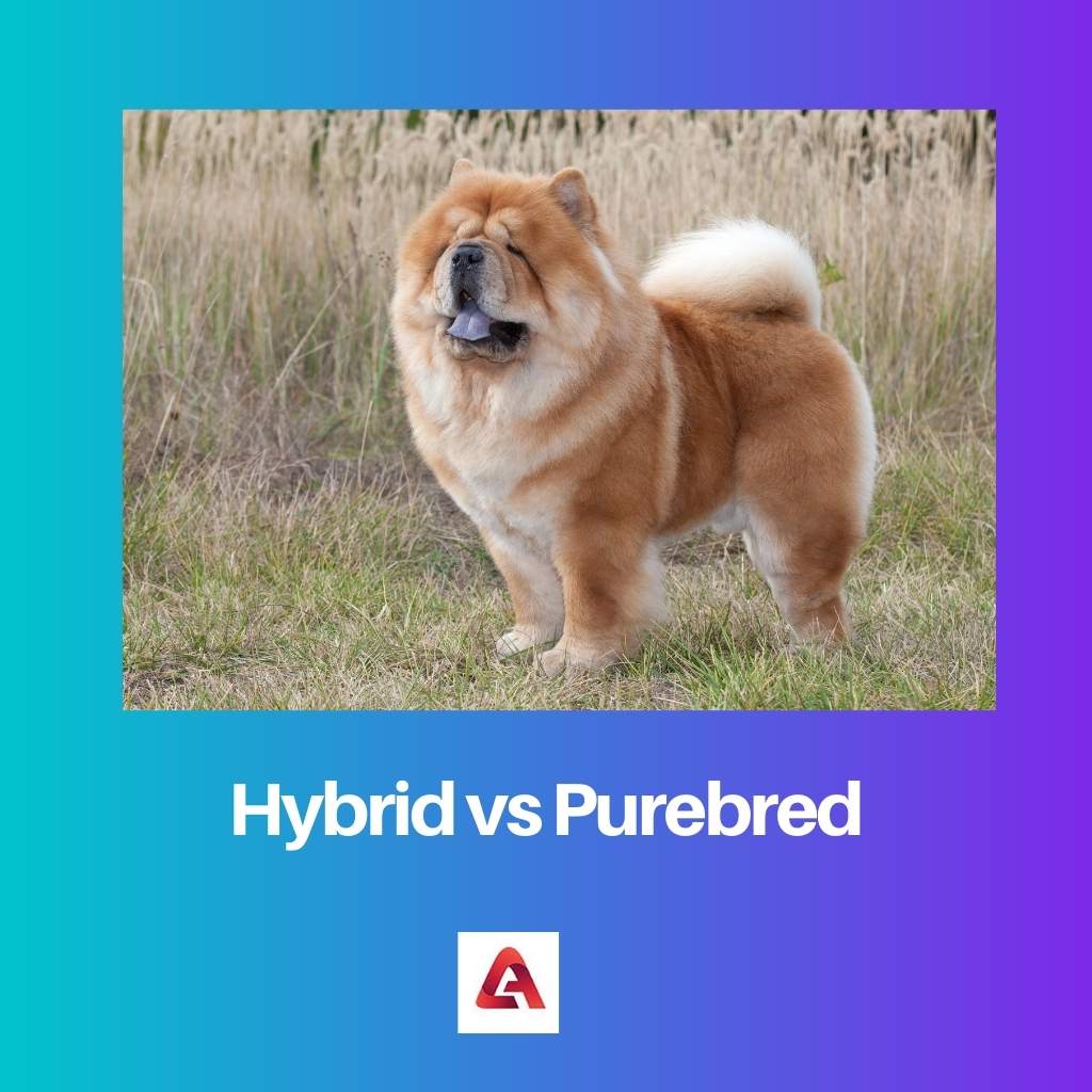 Hybrid vs Purebred
