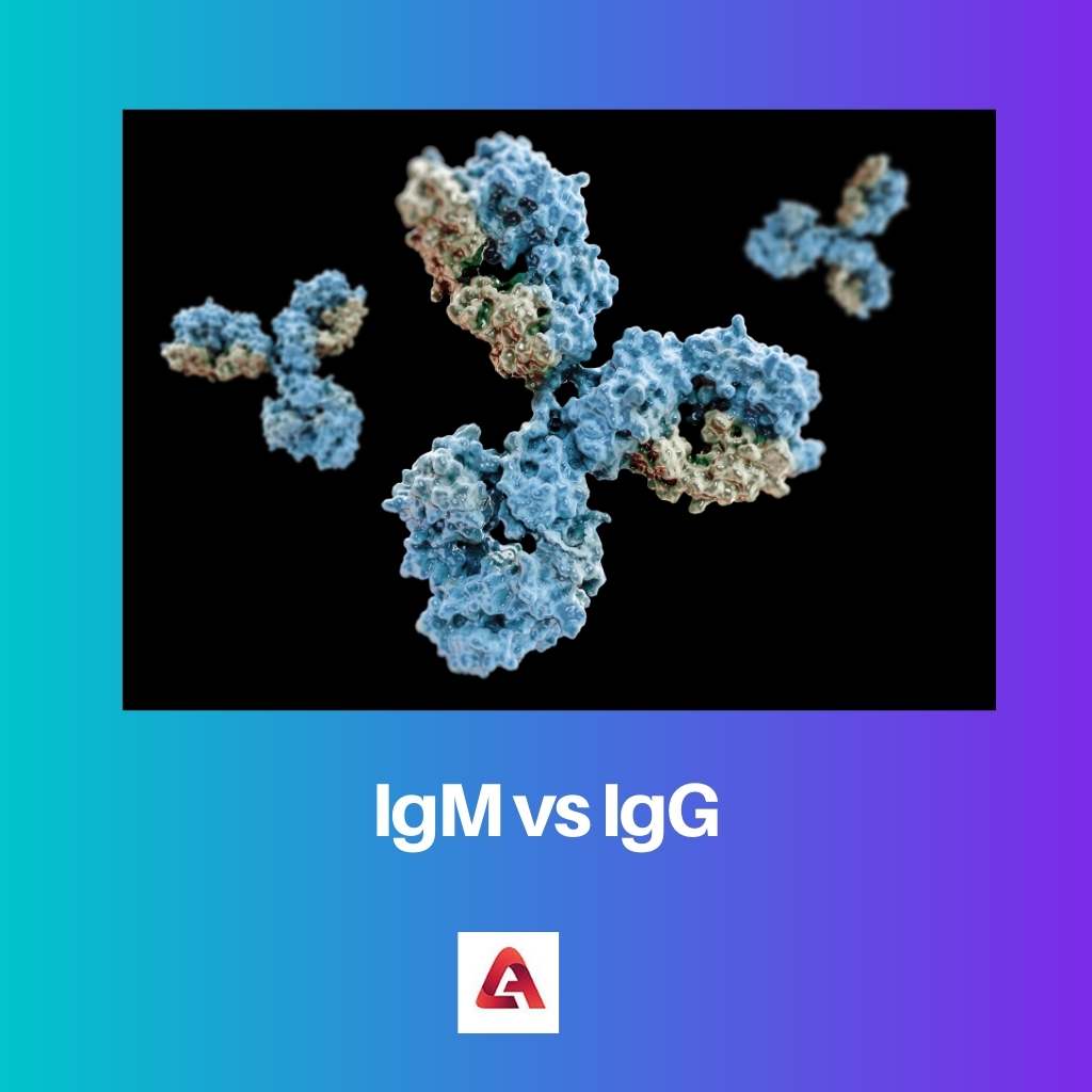 IgM vs IgG