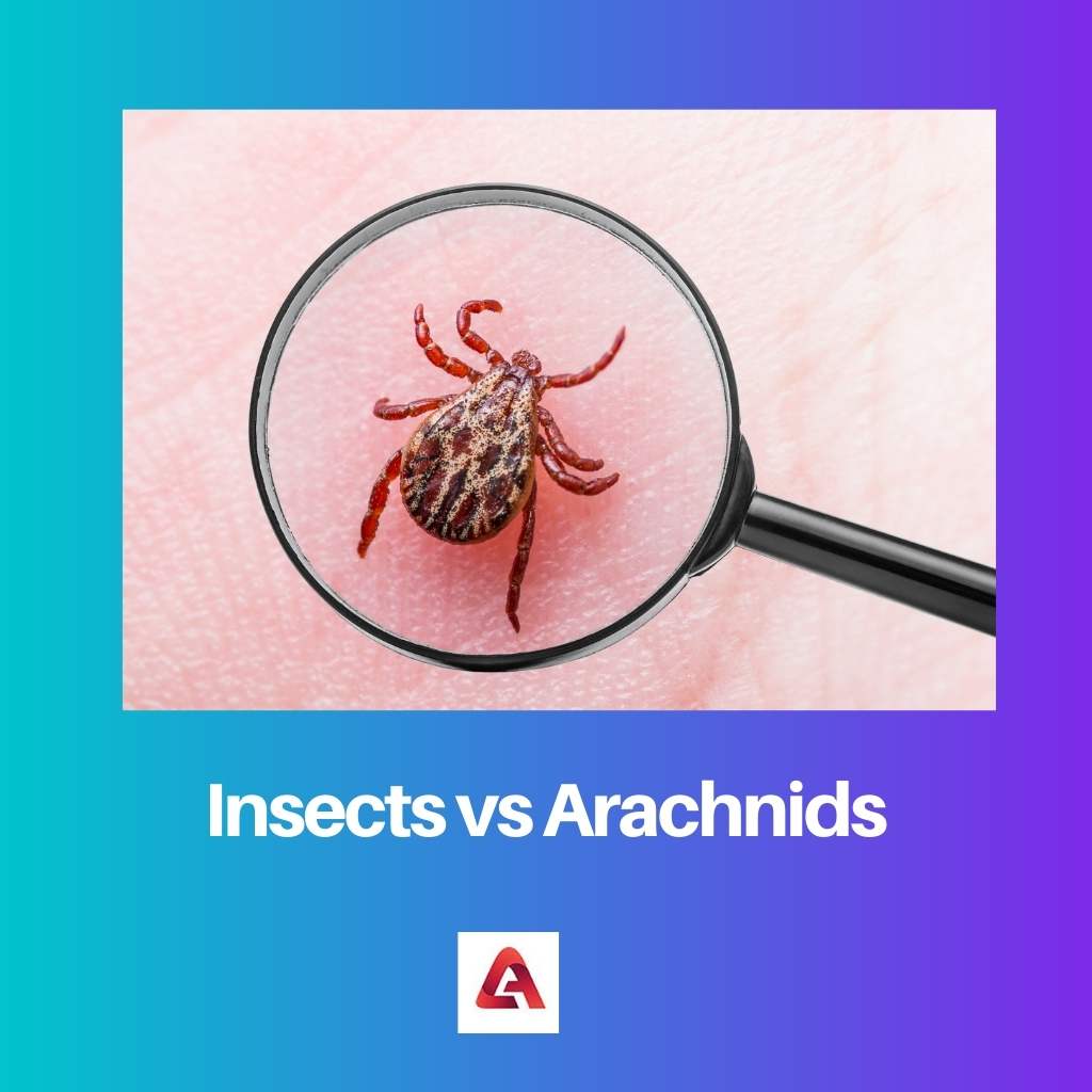 Insects vs Arachnids