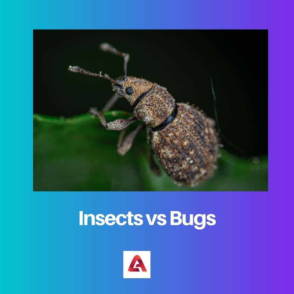 Insects vs Bugs