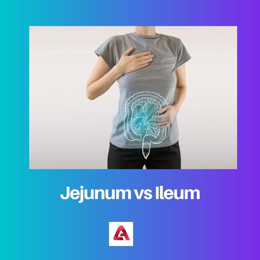 Jejunum vs Ileum