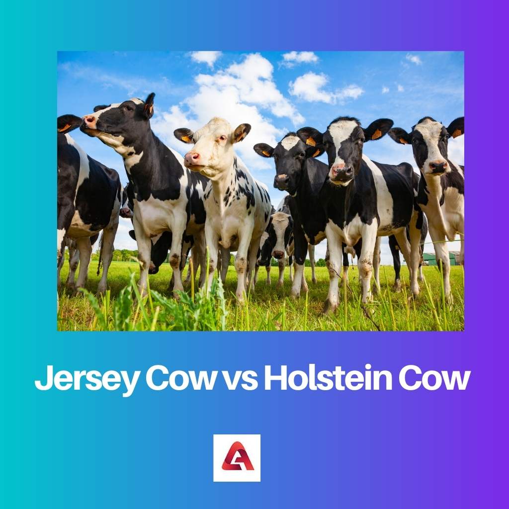 Jersey Cow vs Holstein Cow