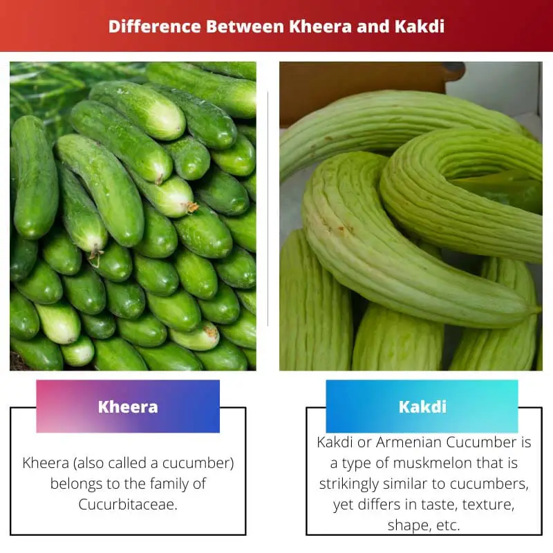 Kheera vs Kakdi – Difference Between Kheera and Kakdi