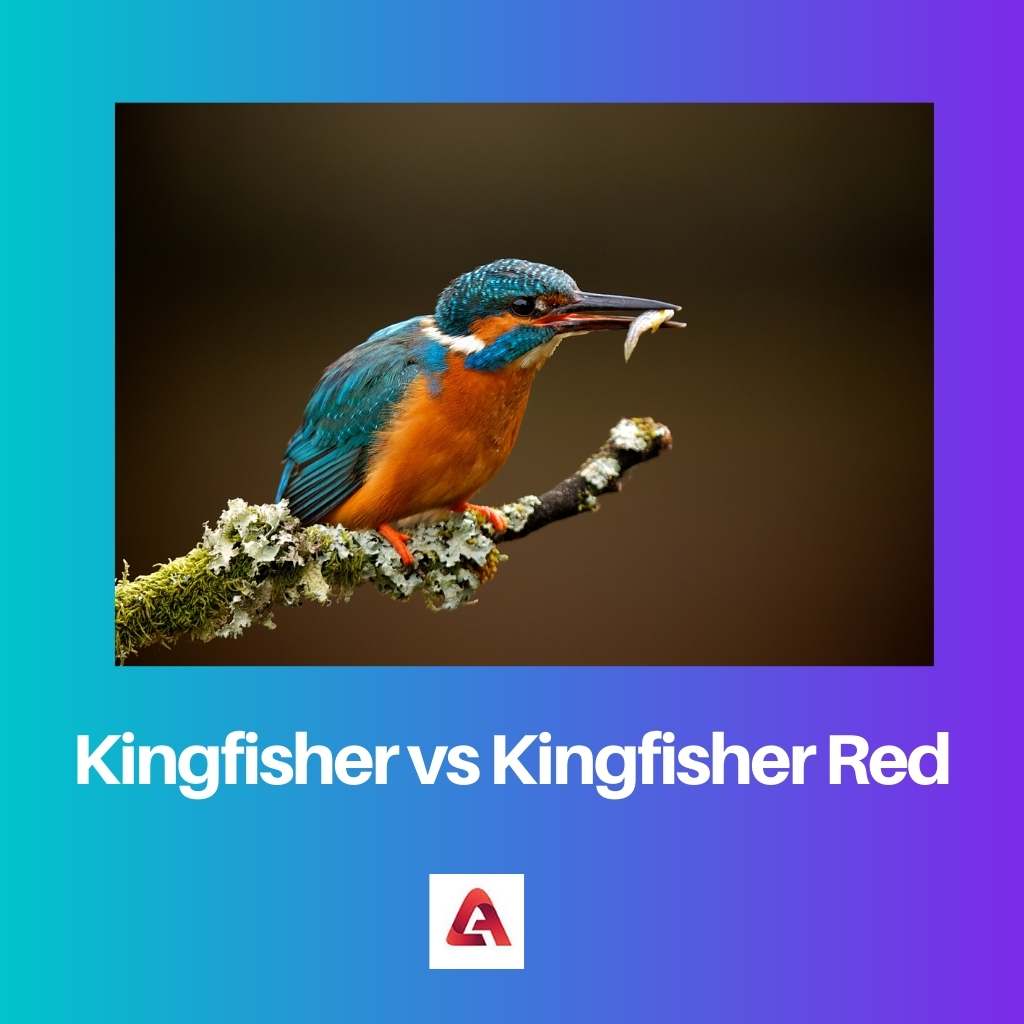 Kingfisher vs Kingfisher Red