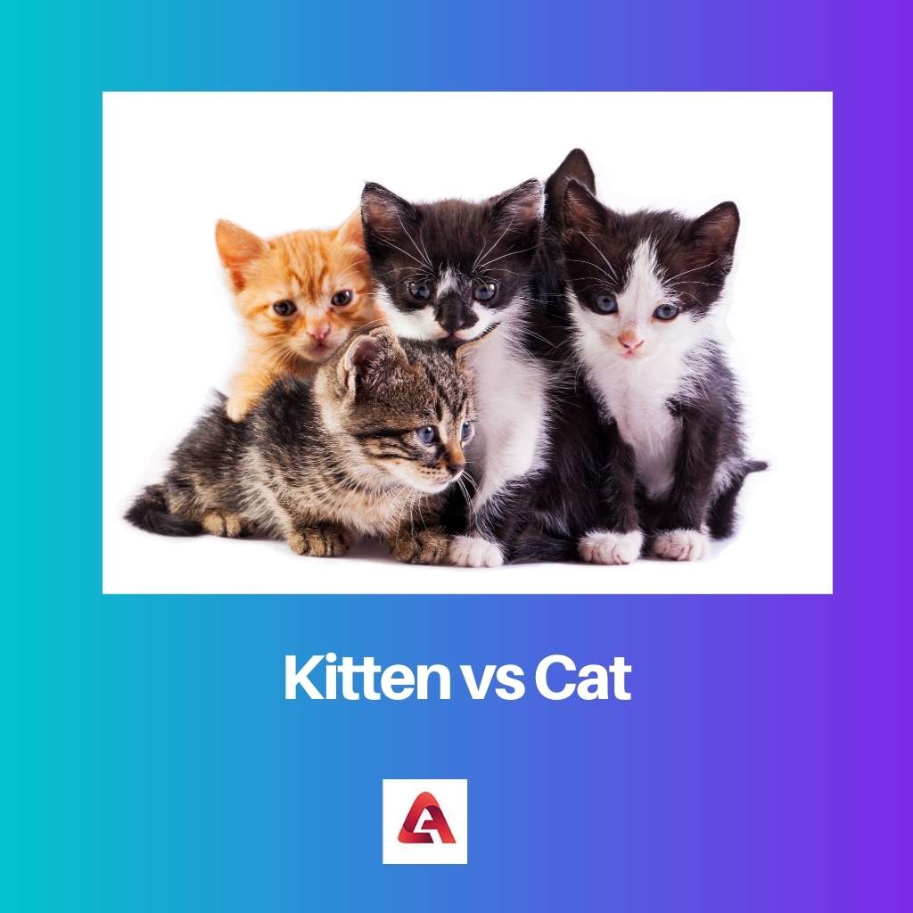 Kitten vs Cat