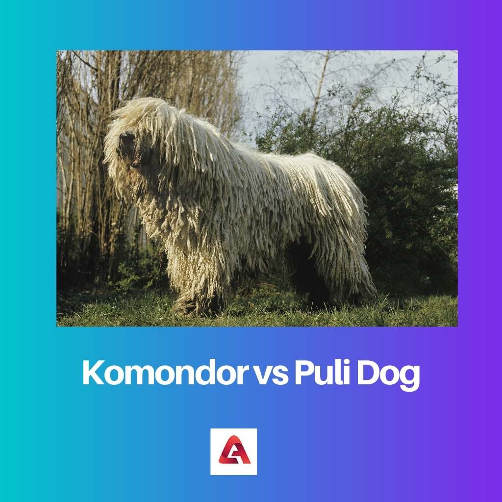 Komondor vs Puli Dog