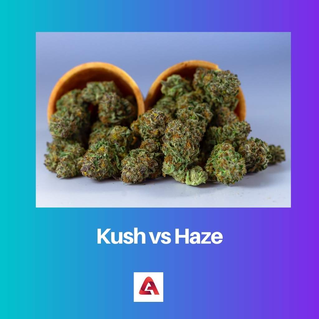 Kush vs Haze