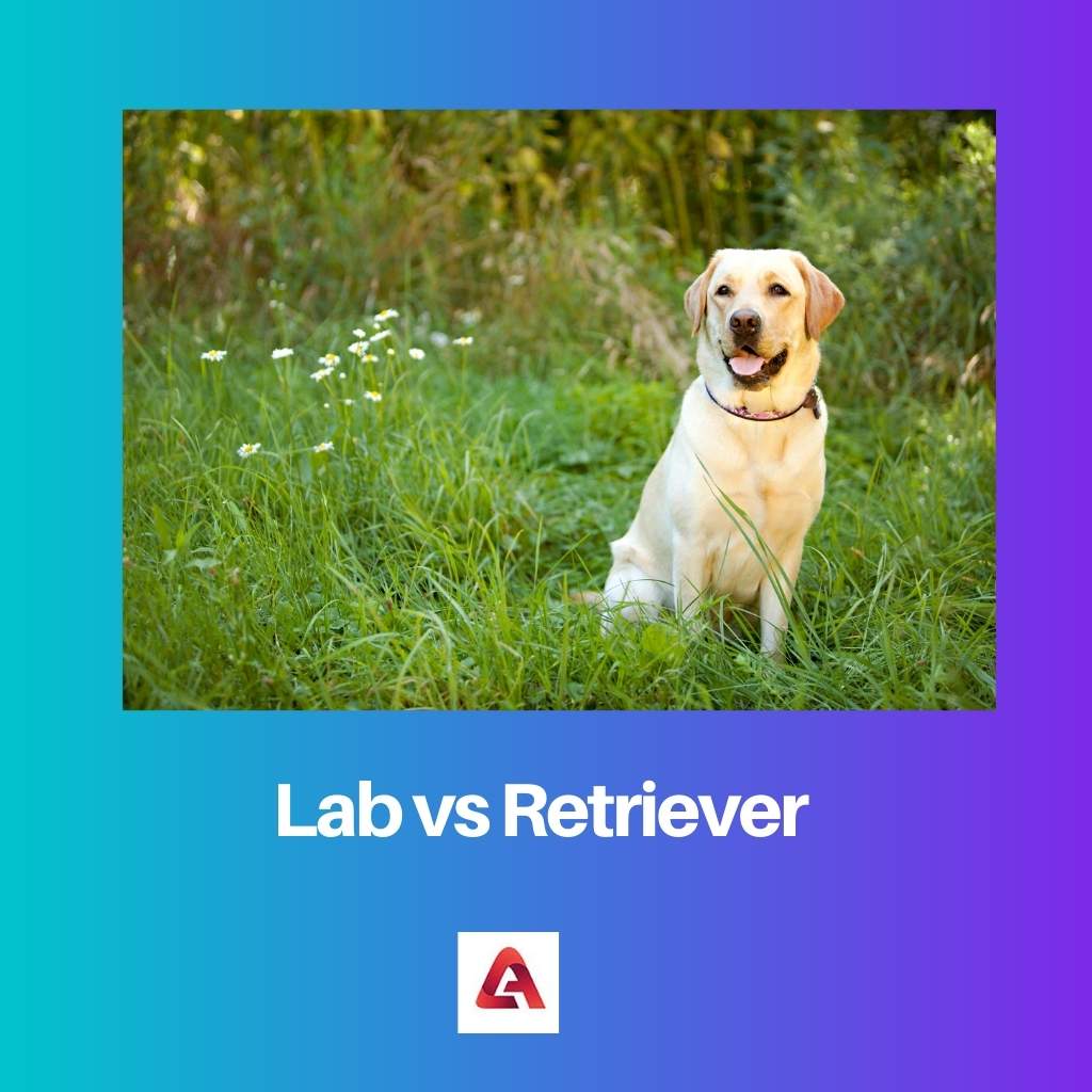 Lab vs Retriever