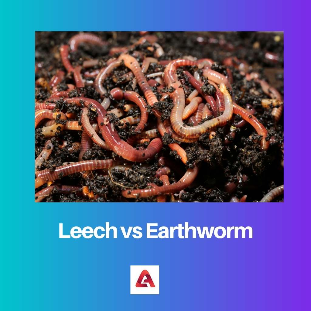Leech vs Earthworm