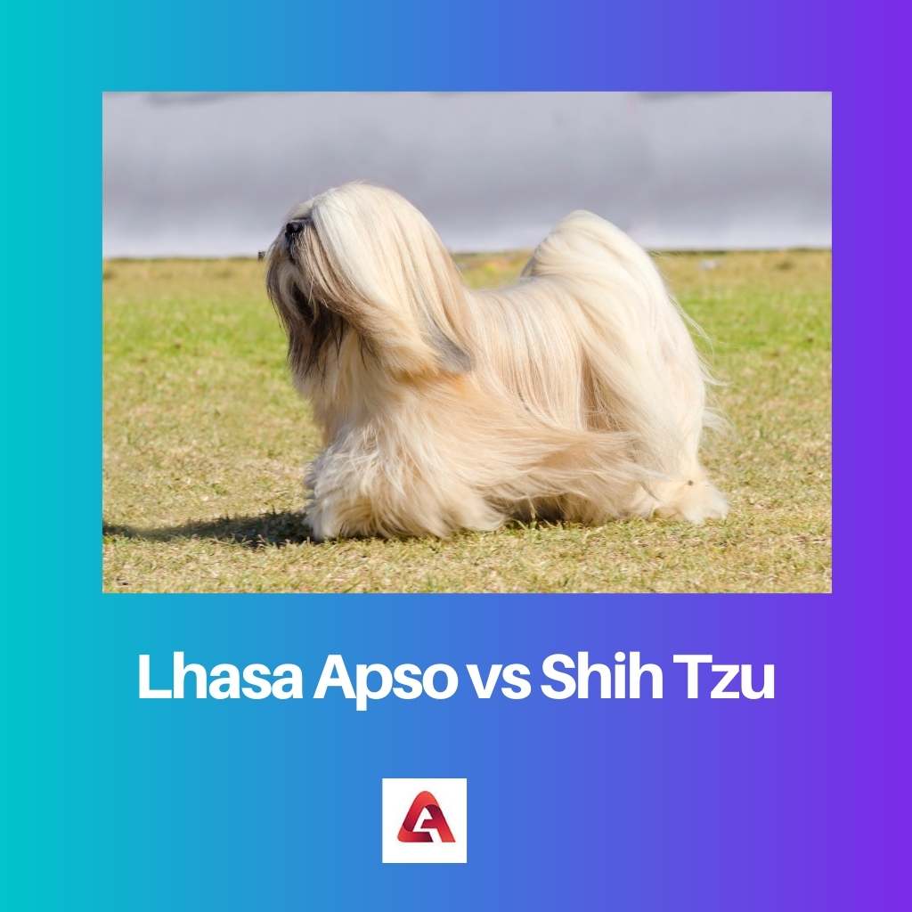 Lhasa Apso vs Shih Tzu