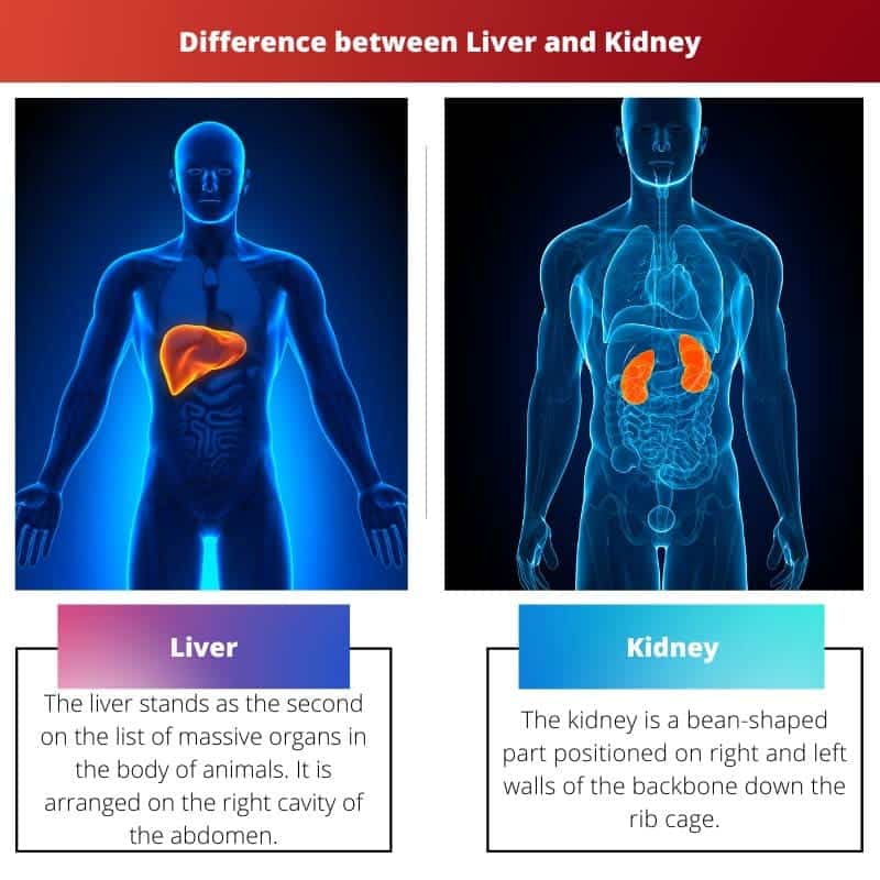 Liver vs Kidney: Difference and Comparison