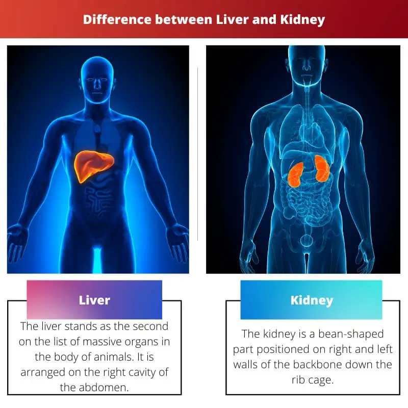 Liver vs Kidney – All the differences