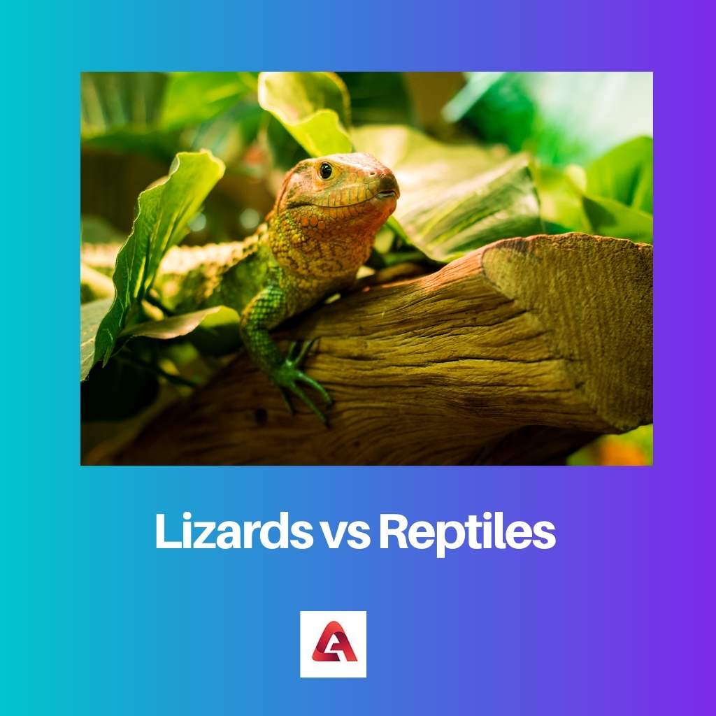 Lizards vs Reptiles