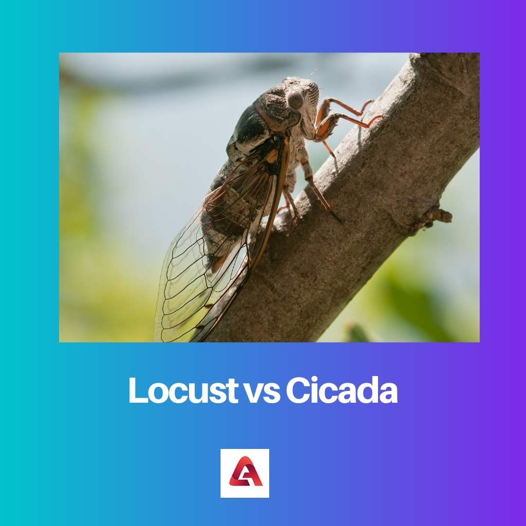 Locust vs Cicada
