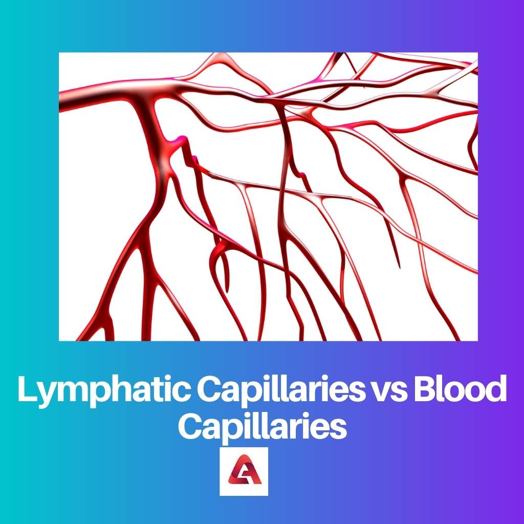 Lymphatic Capillaries vs Blood Capillaries