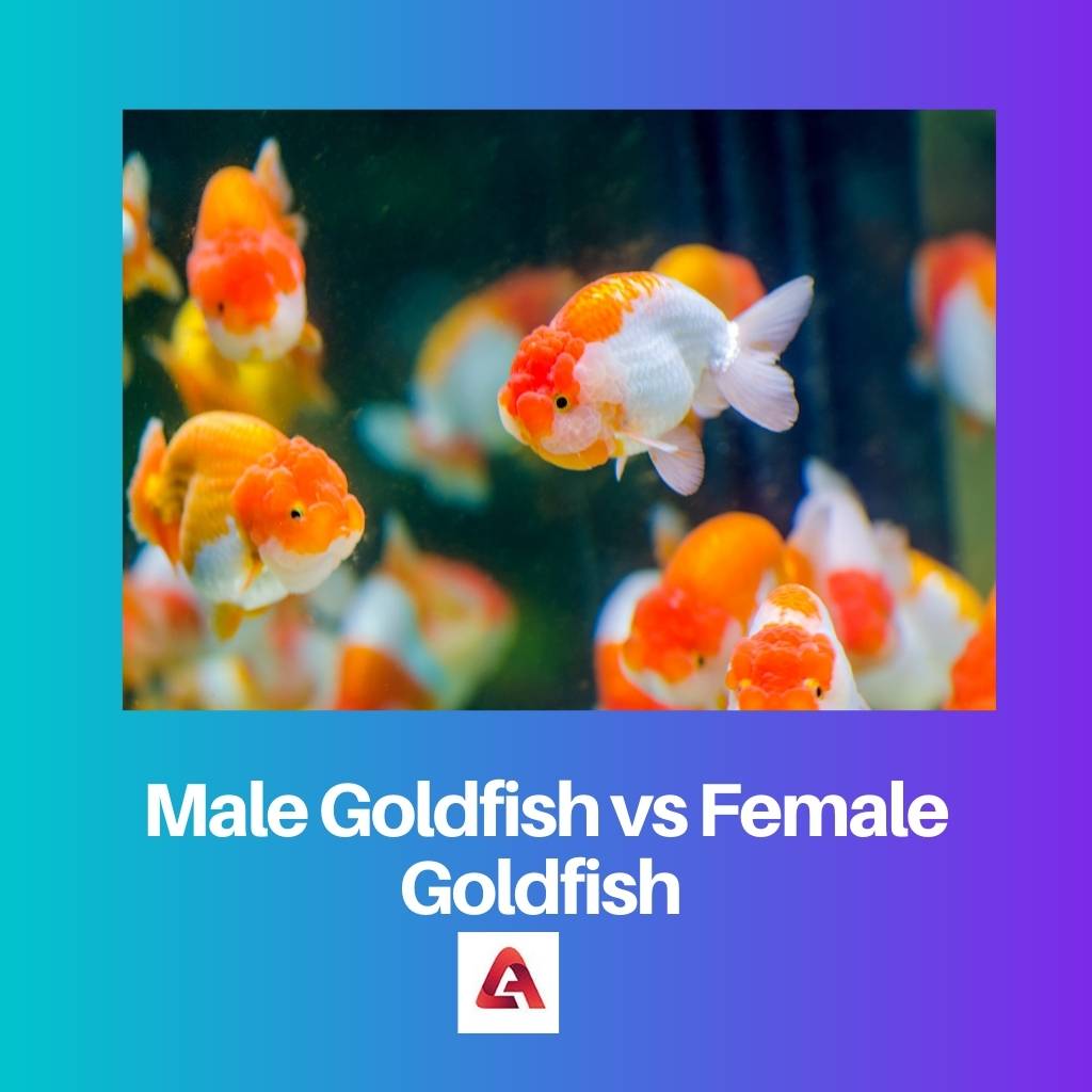 Male Goldfish vs Female Goldfish