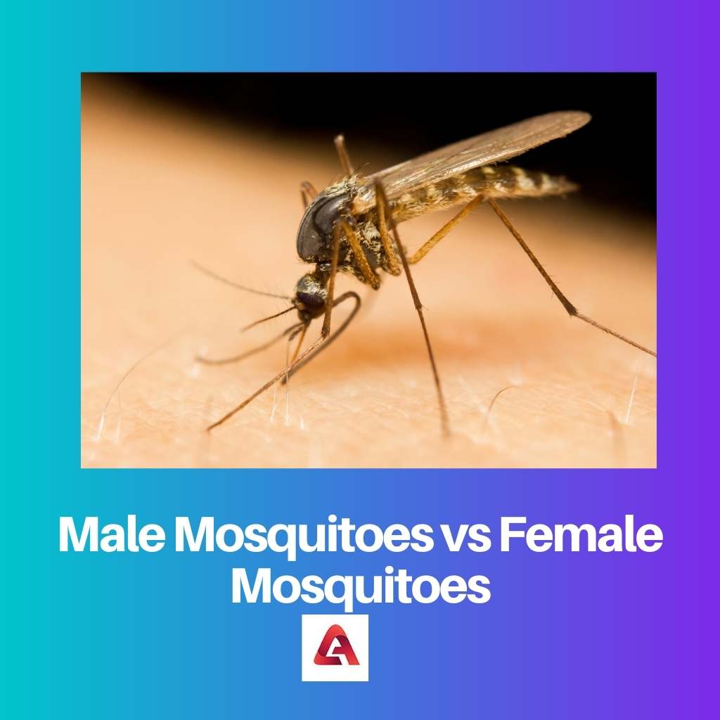 Male Mosquitoes vs Female Mosquitoes