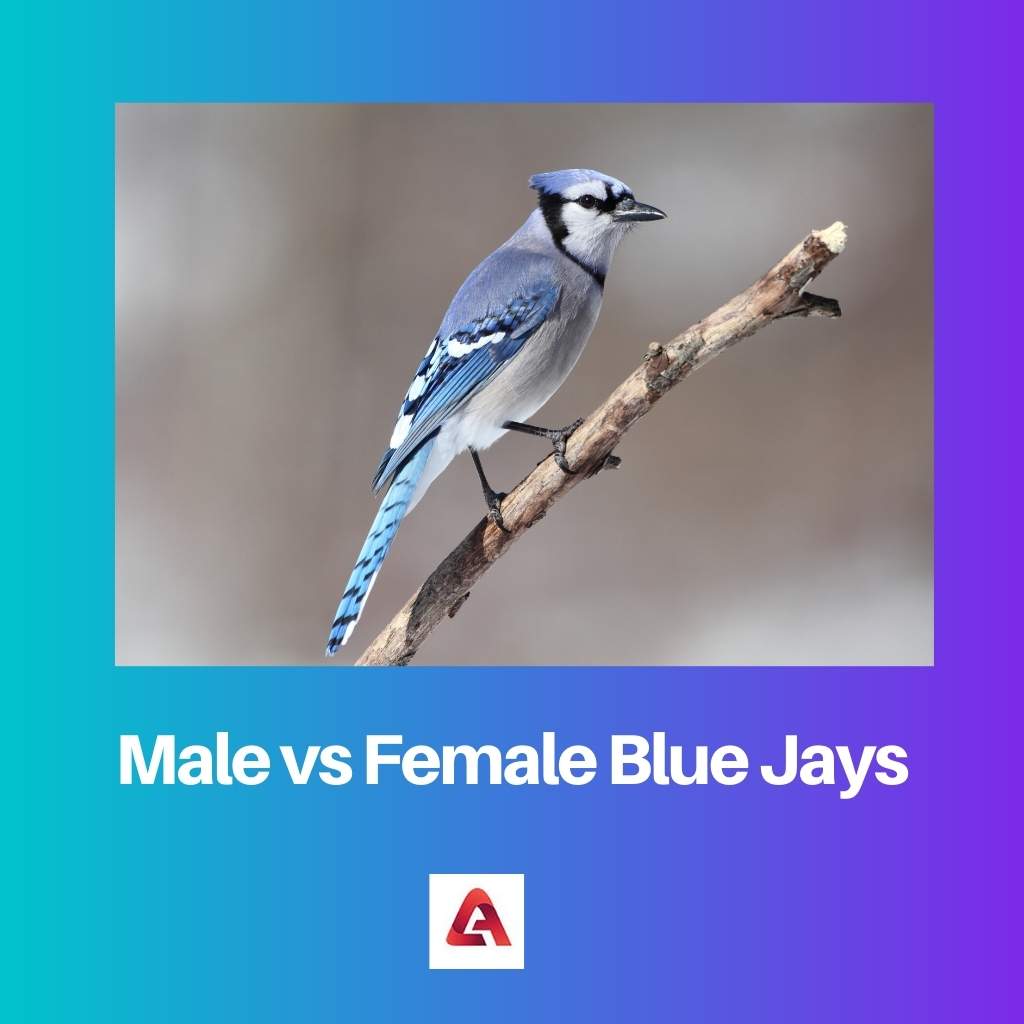 Male vs Female Blue Jays