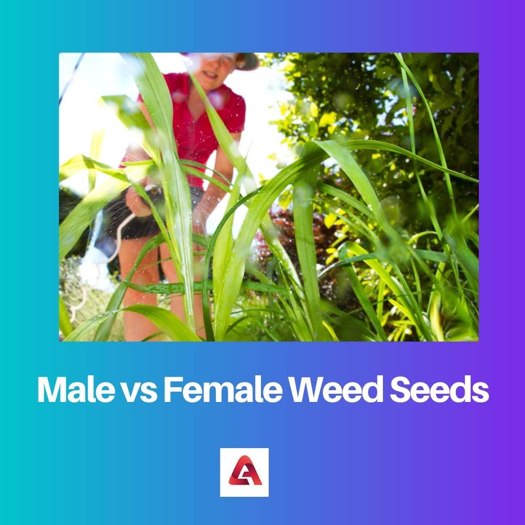 Male vs Female Weed Seeds