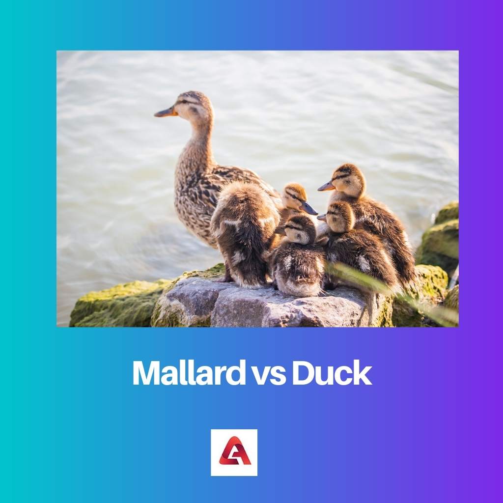 Mallard vs Duck